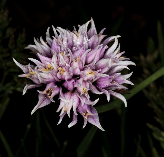 Allium - Onion.jpg